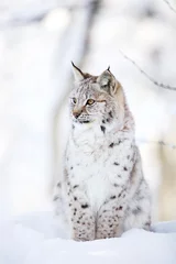 Tuinposter Lynxwelp zit in de koude sneeuw © kjekol