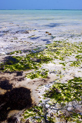 africa coastline froth foam     zanzibar
