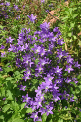 Fototapeta premium Purple Campanula flowers