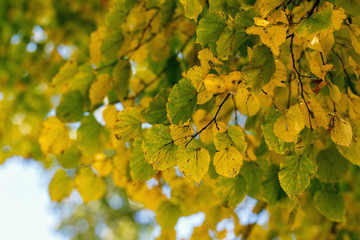 tree dry leaves nature landscape