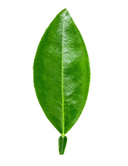 lime leaf