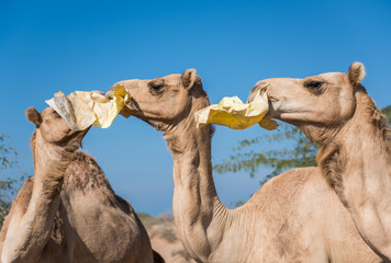 wild camels in the hot dry middle eastern desert eating plastic garbage waste