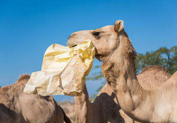 wild camels in the hot dry middle eastern desert eating plastic garbage waste