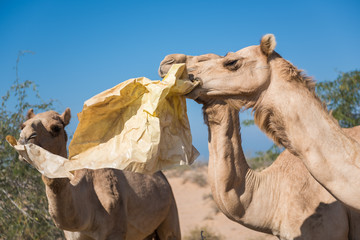 wild camels in the hot dry middle eastern desert eating plastic garbage waste