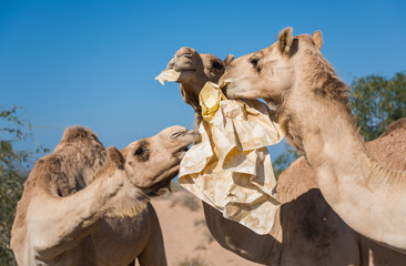 wild camels in the hot dry middle eastern desert eating plastic garbage waste