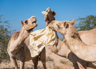 wild camels in the hot dry middle eastern desert eating plastic garbage waste