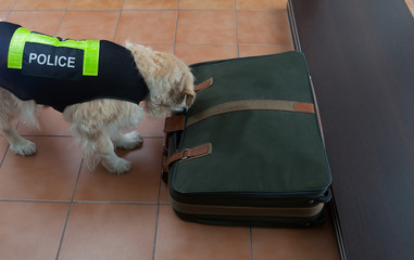 Police dog with distinctive
