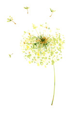 Painting, drawing, vector illustration - air dandelions