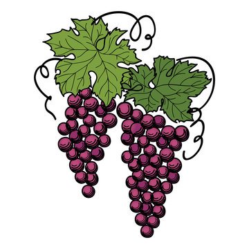 engraving grapes on the branch on white background