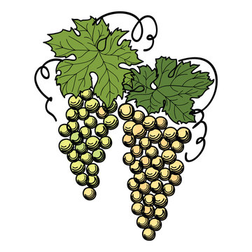 Grapes with leaves on the branch isolated on white background. Wine yard symbol.