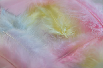 Background of close up image of pastel pink, yellow and blue fea