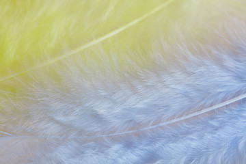 Background of close up image of pastel yellow and blue feathers
