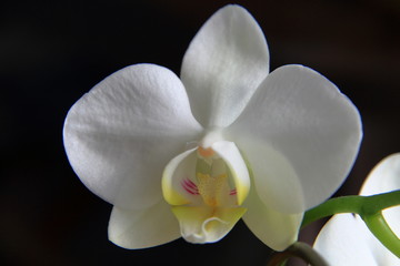 White and cute Phalaenopsis orchid flowers bloomed.