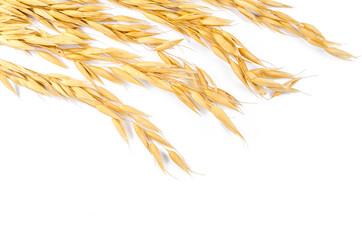 Barley grain isolated on white background