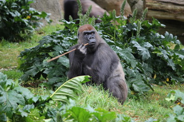 Gorilla 