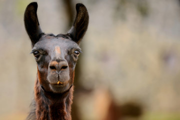 Fototapeta premium Llama or Lama looking to camera