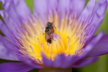 Purple water lily with bee in pollen, selective focus.