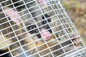 Obraz premium Possum Caught In a Trap
