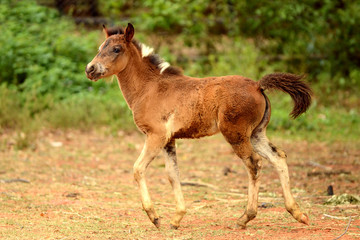 Young brown horse running