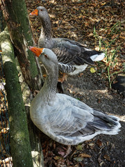 goose
