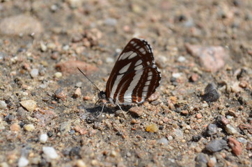 Butterfly of unknown species.   