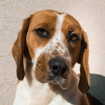 Cute beagle with sad eyes, adoption rescue concept