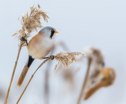 Bearded reedling