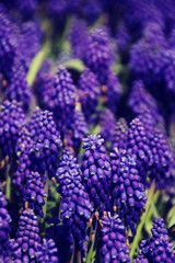 Fototapeta premium Vintage style image of Bluebells (Grape Hyacinth, Muscari armeni