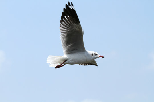 Seagull in Flight 