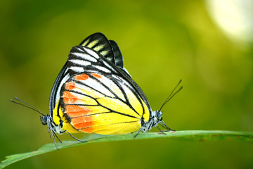Butterfly mating on the leaf