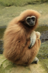 Südlicher Gelbwangen-Schopfgibbon (Nomascus gabriellae)