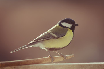 Obraz premium Kohlmeise