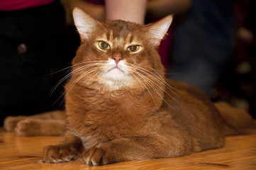 Purebred abyssinian cat on the table.