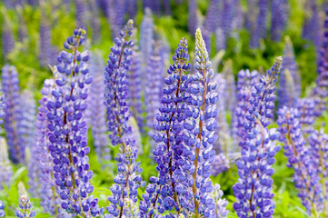 Obraz premium Violet flowers a lupine