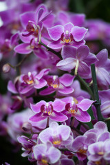 Fototapeta premium Orchidee presso Euroflora