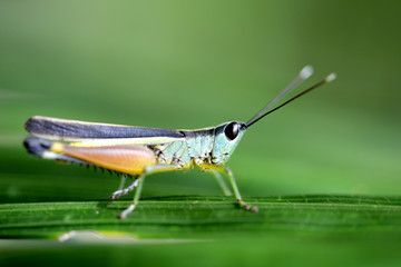 Grasshopper or Green-Black Cricket on grass leaf