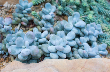Pachyphytum oviferum  Sugaralmond plant or Moonstone chubby bluish green succulent in gravel