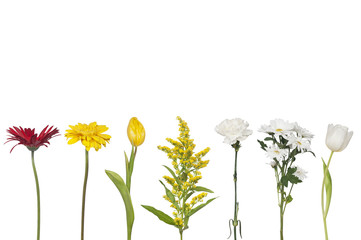 set of fresh flowers isolated on white