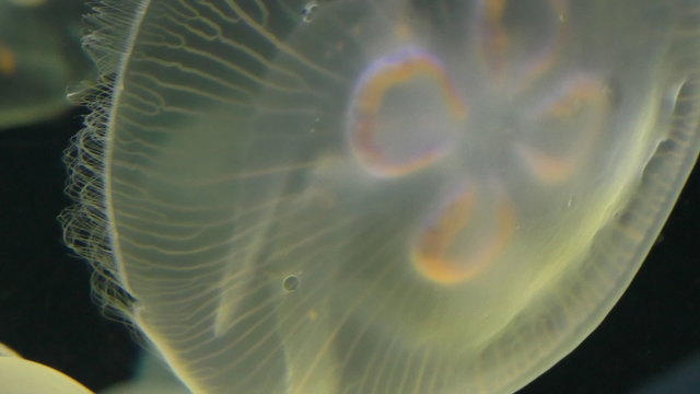 Close up of the slow movement of translucent moon jellyfish on black background