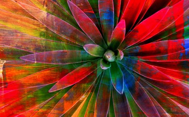 Close up of beautiful green and purple Agave