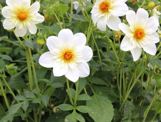 weiße Halskrausendahlie