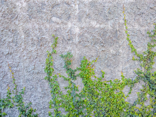 Luke dilapidated cement wall with ivy. © joeputtipong