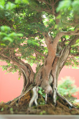 Tronco di Bonsai presso Euroflora