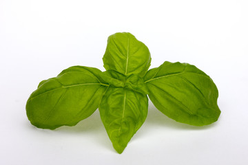 Basilikum
