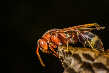 Wasp nest with eggs and larvae in the trees.