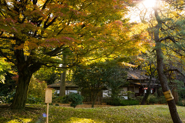 Autumn leaves in the Japanese garden.architecture