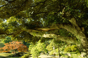 Autumn leaves in the park.Japanese garden with pond.