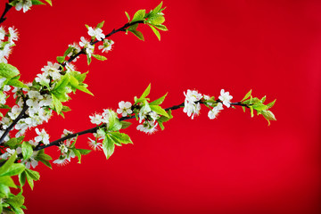 Fototapeta premium flowering cherry branch