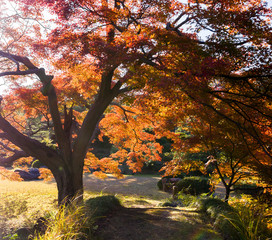 Autumn leaves in the Japanese garden.