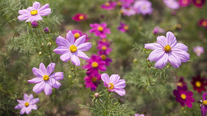 Cosmos Flower